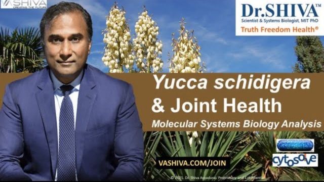 Dr.SHIVA™: Yucca on Joint Health @CytoSolve® Systems Analysis(3/21)