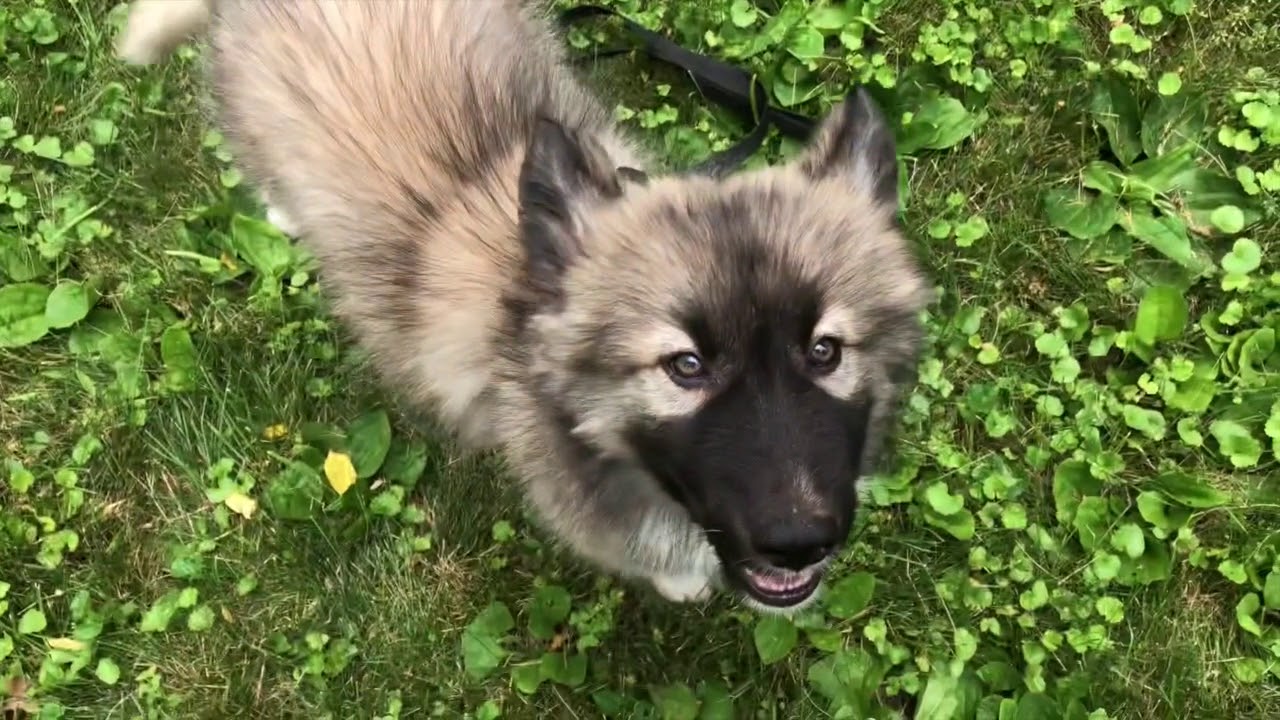 Meet the Real Indian Pups, Geronimo and Sequoia!